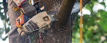Trusted East Greenville, PA Tree Care Experts