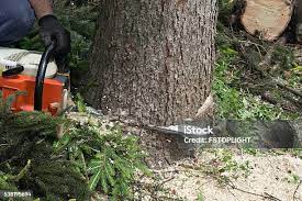 Best Emergency Tree Removal  in East Greenville, PA