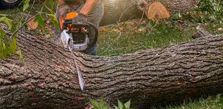 Best Weed Control  in East Greenville, PA