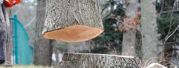 Best Tree Mulching  in East Greenville, PA