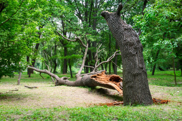 Best Tree Trimming and Pruning  in East Greenville, PA
