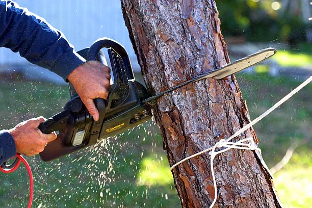 Best Tree Health Inspection  in East Greenville, PA