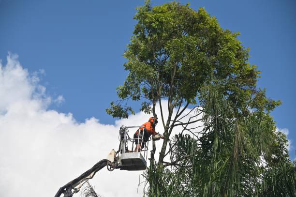 Best Tree and Shrub Care  in East Greenville, PA