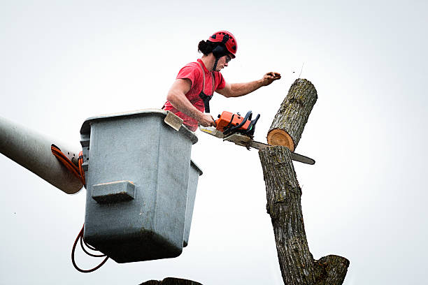 Best Tree Disease Treatment  in East Greenville, PA