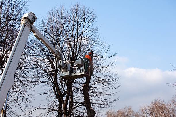 How Our Tree Care Process Works  in  East Greenville, PA