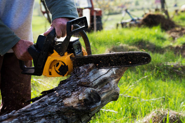 Best Storm Damage Tree Cleanup  in East Greenville, PA