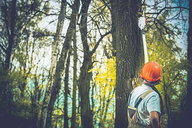 Best Root Management and Removal  in East Greenville, PA