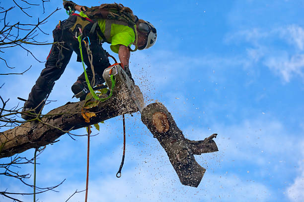 Best Lawn Maintenance Plans  in East Greenville, PA