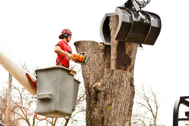 Best Stump Grinding and Removal  in East Greenville, PA