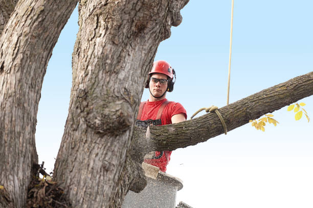 Best Tree Removal  in East Greenville, PA